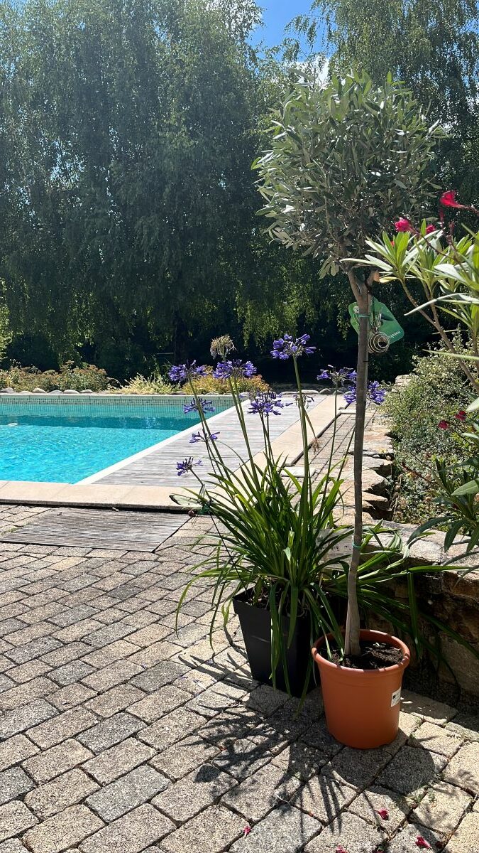 Piscine arborée