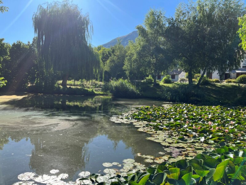 Nénuphars au petit matin